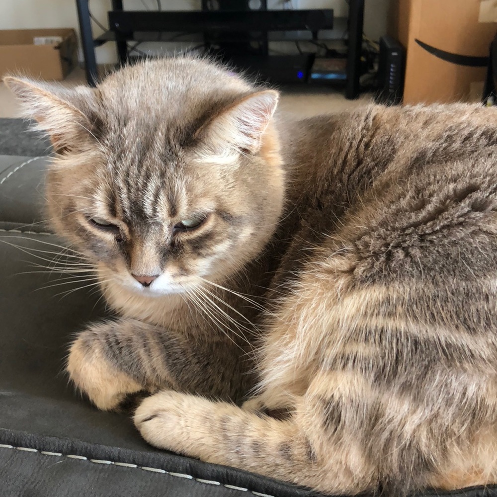 Meet your Posher, Jen